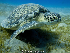 Green turtle by Steve Laycock 